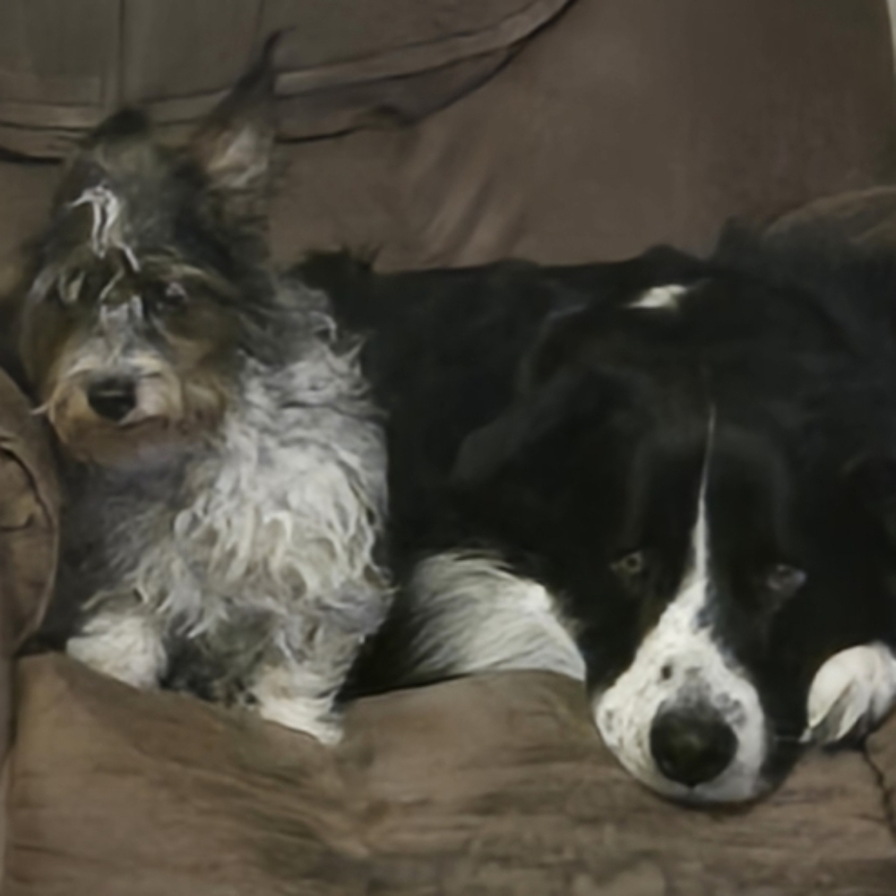 Meet your Posher, Lola